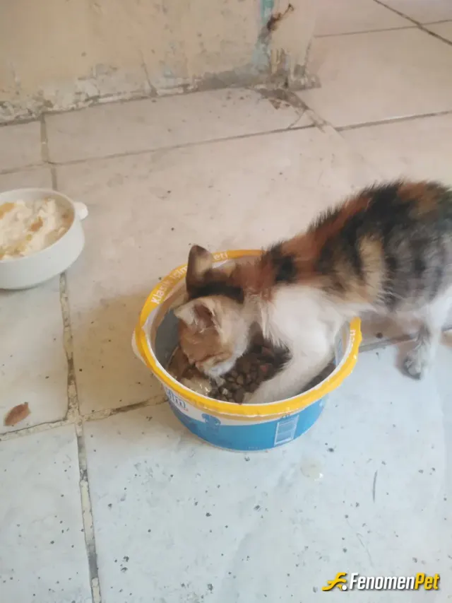 Sokak hayvanı besleme: Canım mıyavım