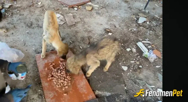 Sokak hayvanı besleme: #fenomenpet