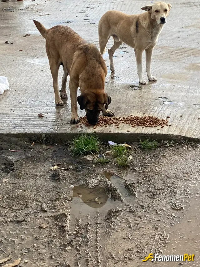 se10ma sokak hayvanını besliyor