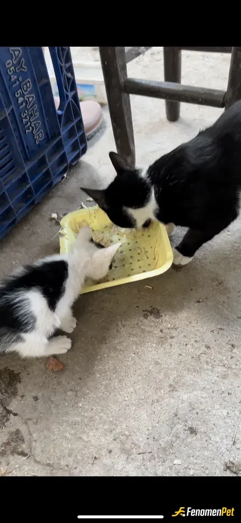Sokak hayvanı besleme: bizim bahçemize doğurmuştu annesi arası sıra gelir gider yemeğini yer 5-6 yetişkin kedi ve sahiplendiğim köpeğ