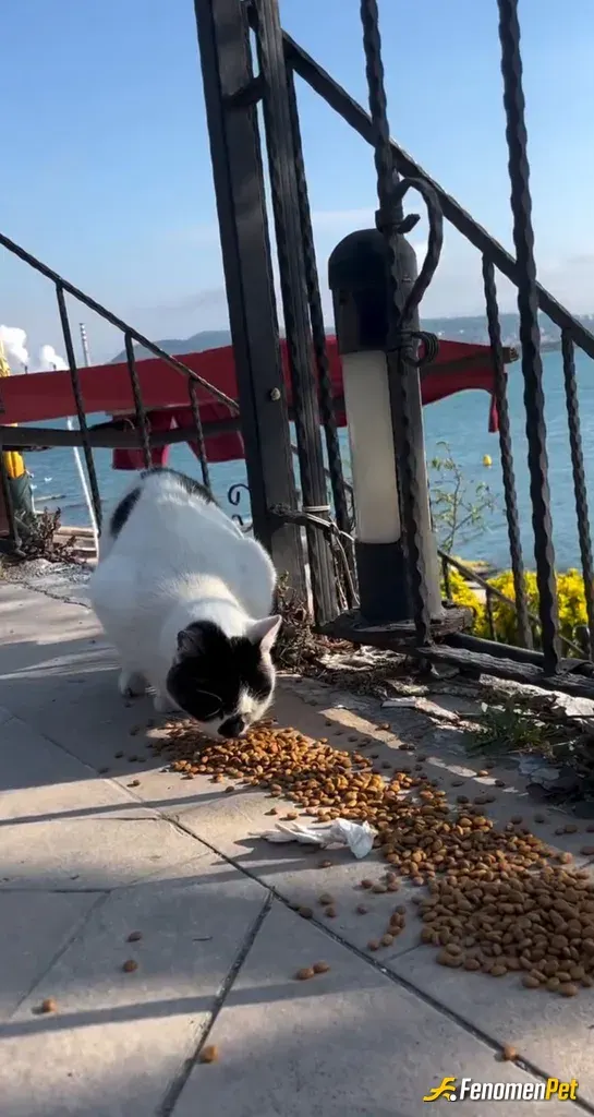 ihsanemir61 sokak hayvanını besliyor