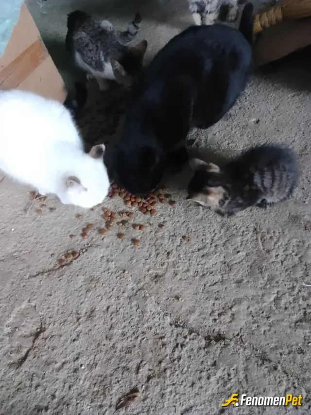 Sokak hayvanı besleme: Köyümüzdeki sokak kedilerini her gün mama ile beslerim
