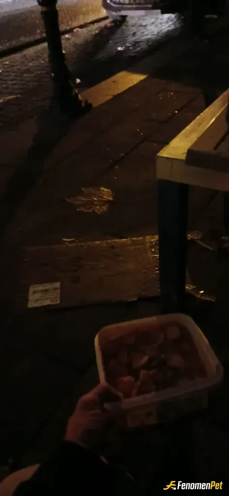 Sokak hayvanı besleme: Her sabah düzenli olarak yemek ve su bırakıyorum kedilere #fenomenpet iyi ki varsin harika kampanya