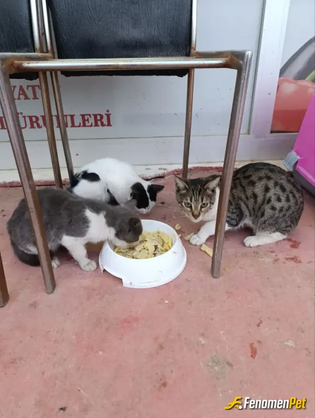 Sokak hayvanı besleme: Onlar da birer can. Şöyle bir kapa yemek, su koymak kimseden birşey eksiltmez.
