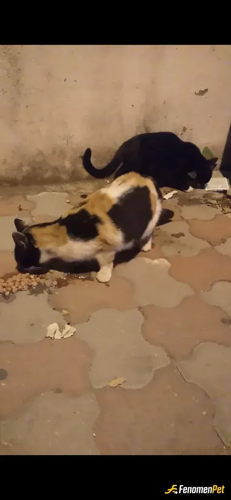Sokak hayvanı besleme: <3