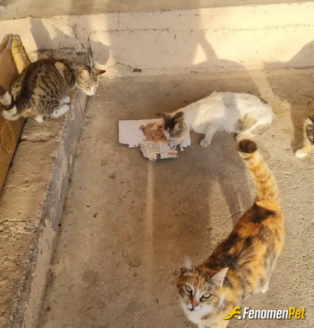 Sokak hayvanı besleme: Havalar soğuyor yiyecek zor buluyorlar imkanı olan arada alıp versin lütfen 🙏