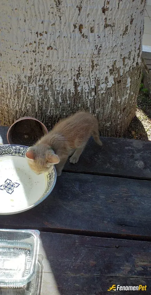Yusufnbz sokak hayvanını besliyor