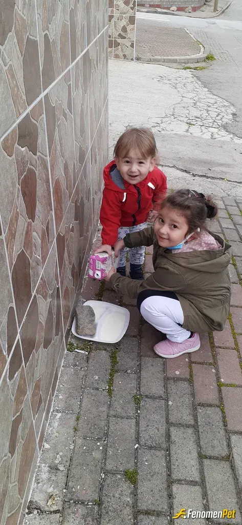 Sokak hayvanı besleme: Önce merhameti öğrenmek gerek.