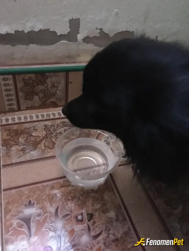 fattihakkaya sokak hayvanını besliyor