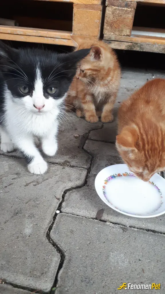 Hilalrknkmn sokak hayvanını besliyor