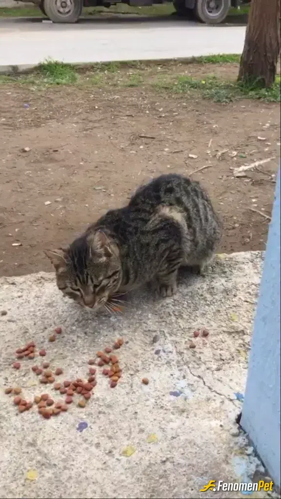 Sokak hayvanı besleme: Elimden geldigince..