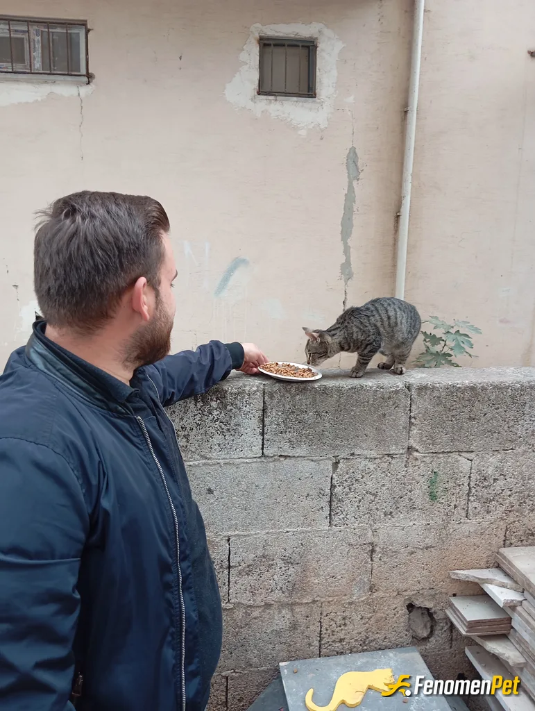 Sokak hayvanı besleme: #Fenomenpet Fenomenpet pati dostu
#Fenomenbet fenomen bet patiler de kazanir