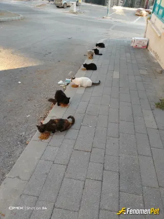 Sokak hayvanı besleme: İnsanlık gorevi