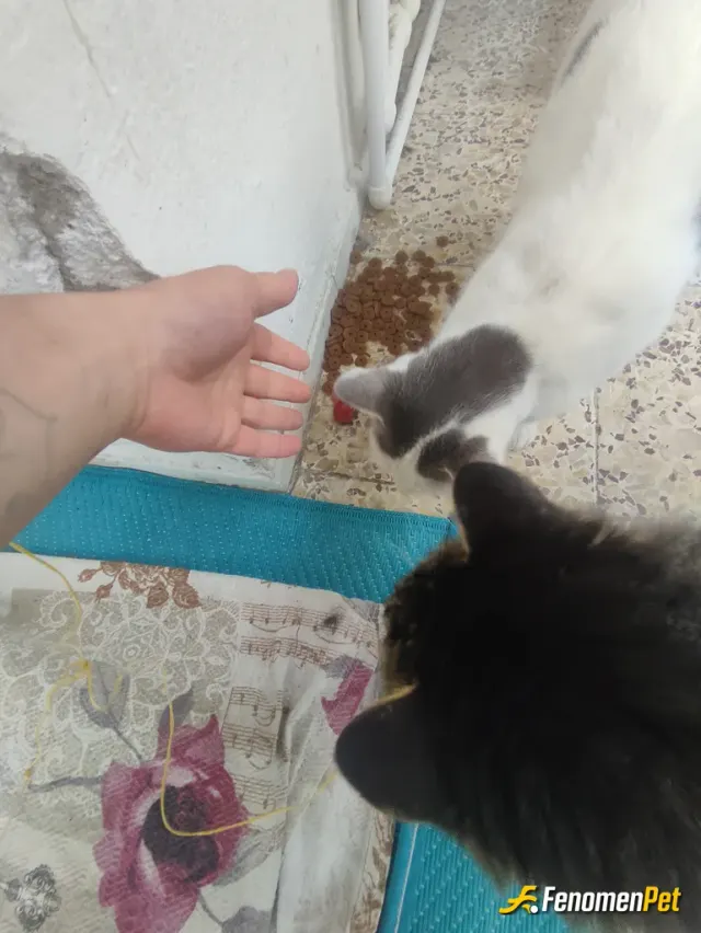 Sokak hayvanı besleme: Evimiz 2 kat ve bu iki sevgili bi şekilde balkona çıkmaya başarmışlar hergün gelirler manalarını yer giderler 