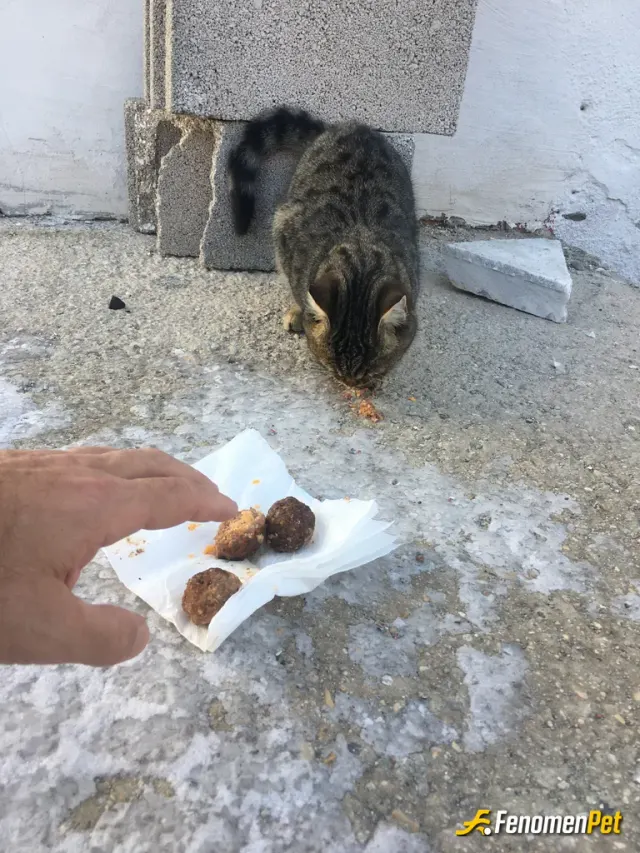 oktayacer sokak hayvanını besliyor
