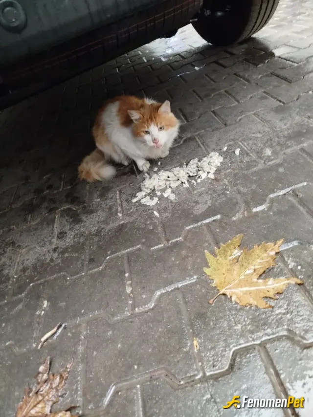 vergomo5 sokak hayvanını besliyor