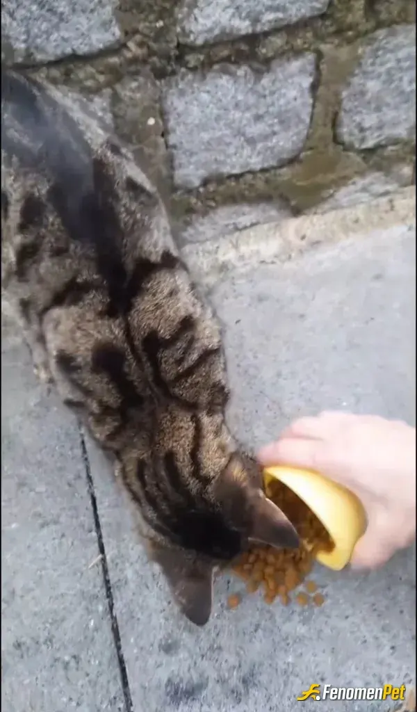 Hello23 sokak hayvanını besliyor