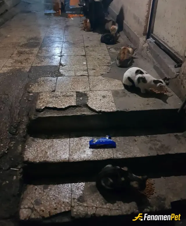 Eren2343 sokak hayvanını besliyor