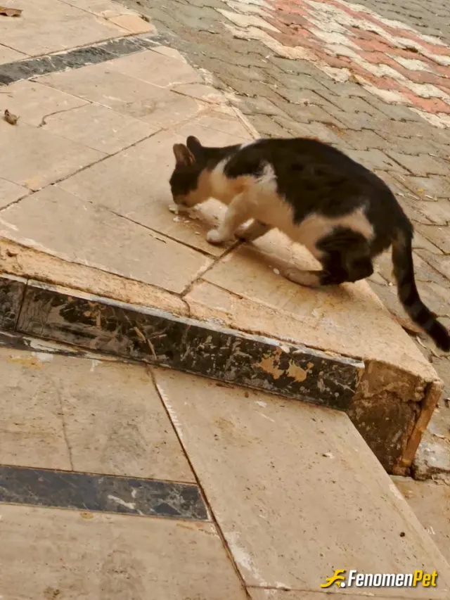 Sokak hayvanı besleme: Mükemmel bir düşünce