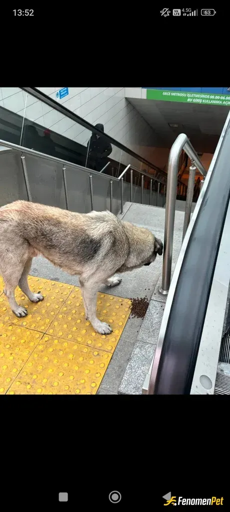 Sokak hayvanı besleme: Cok  mutlu oldum..