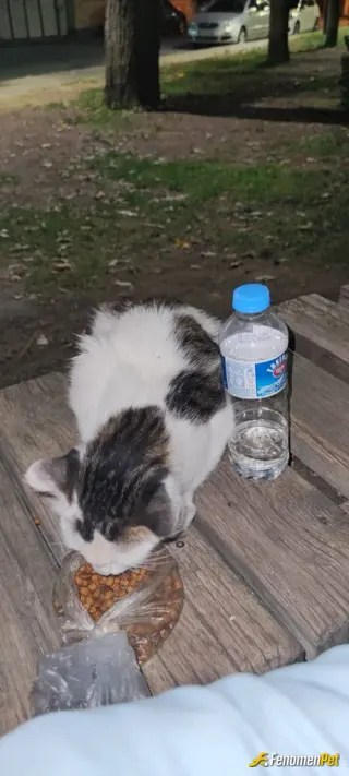 Mrsparker sokak hayvanını besliyor