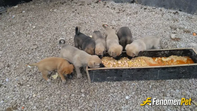 feritsecgin sokak hayvanını besliyor