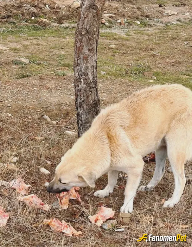 Ekiz4343 sokak hayvanını besliyor