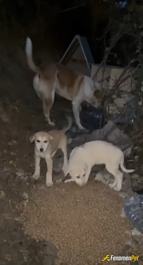 dododayi sokak hayvanını besliyor