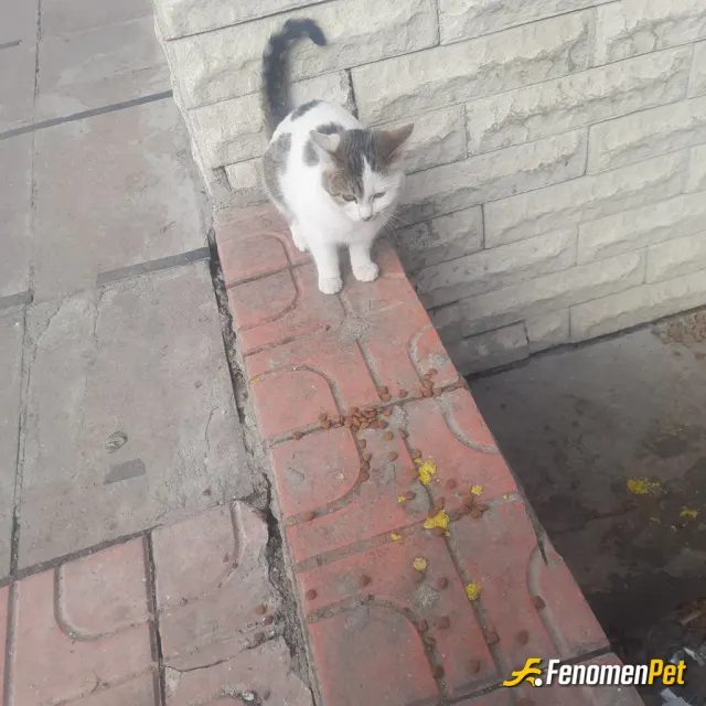 Sokak hayvanı besleme: Markettin önünde bekleyen bir kedi görünce. Bim marketten mama satın satın aldım.