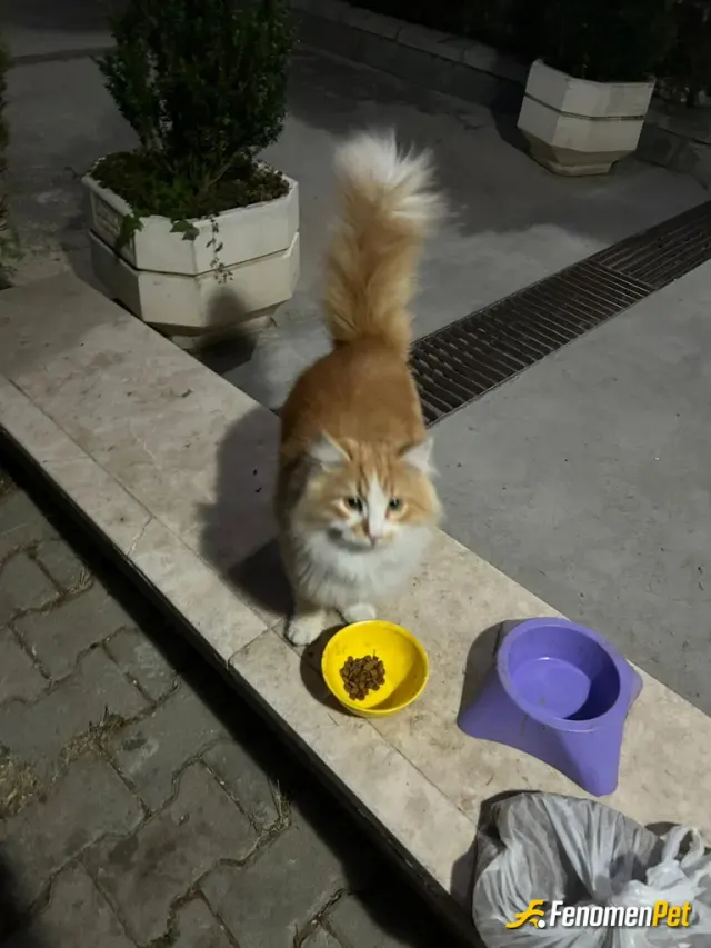 Livera sokak hayvanını besliyor