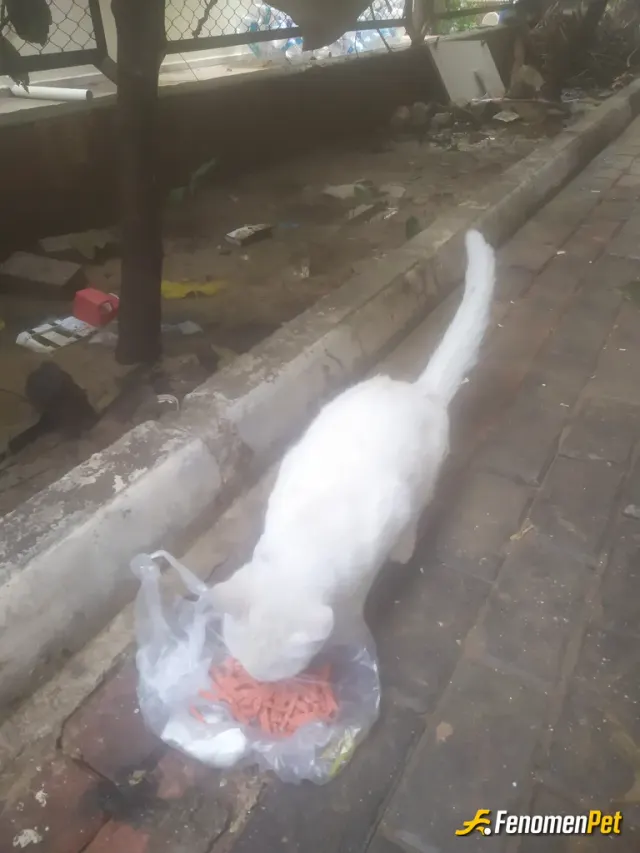 Sokak hayvanı besleme: @Fenomenpet dilsiz patilere soğukta destek olalım