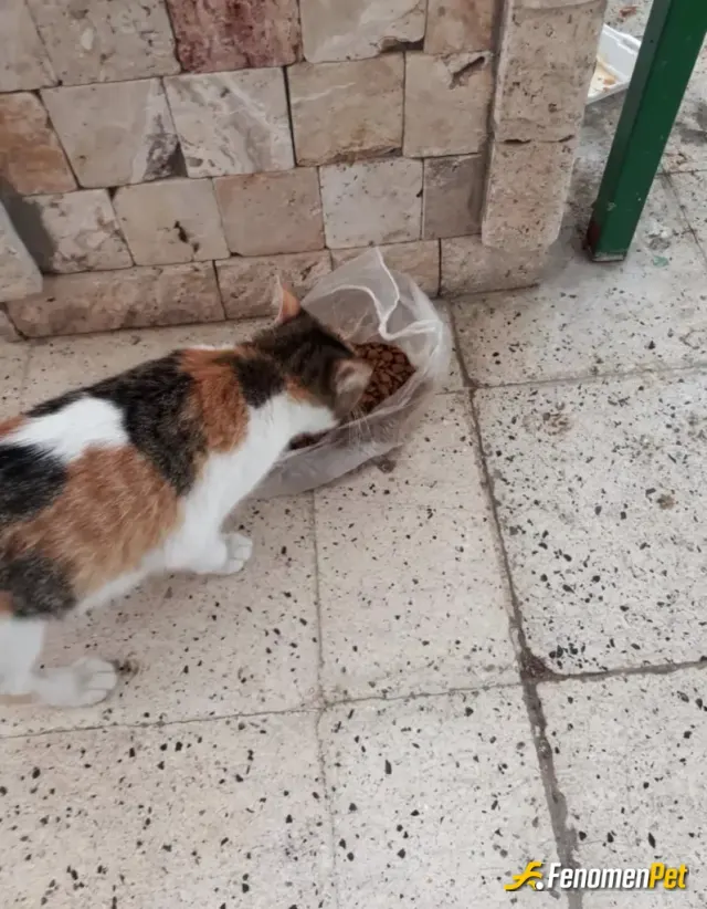 Furkanalver sokak hayvanını besliyor