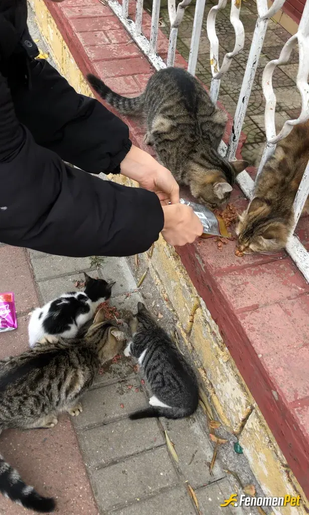Sokak hayvanı besleme: Bakkaldan bir sürü kedi maması alıp kapının önündeki kedilere mama verdim#Fenomenpet