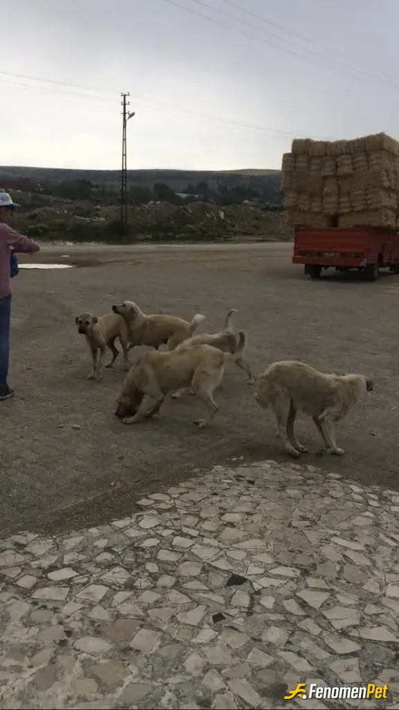 Azim05 sokak hayvanını besliyor