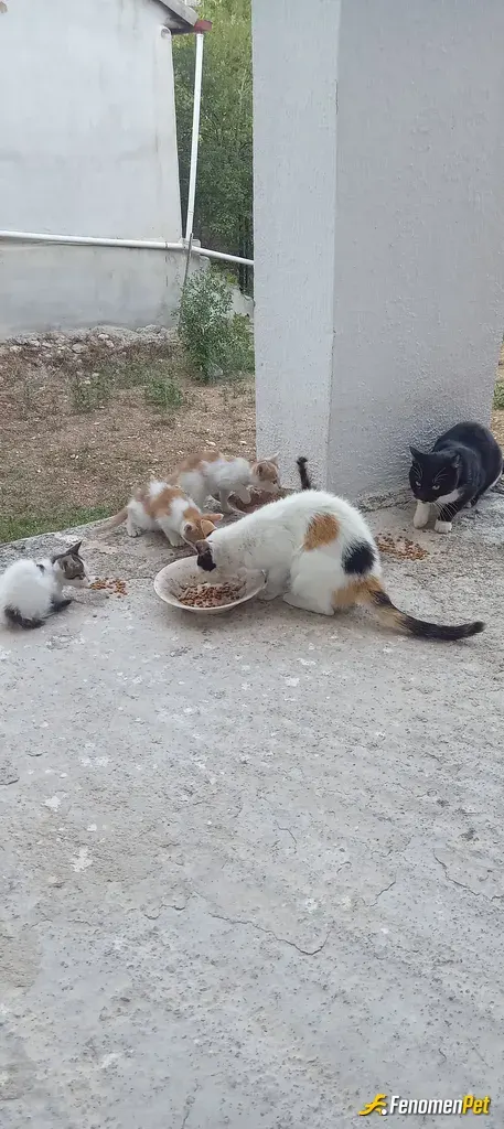 Sokak hayvanı besleme: Sokak hayvanlarını unutmayalim