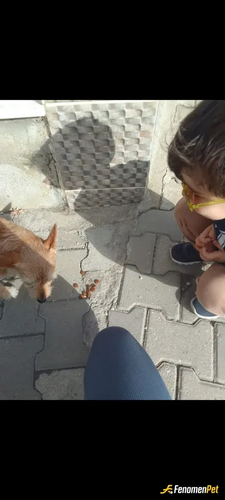 Sokak hayvanı besleme: #fenomenpet Oğluma hayvan sevgisini öğretirken :))