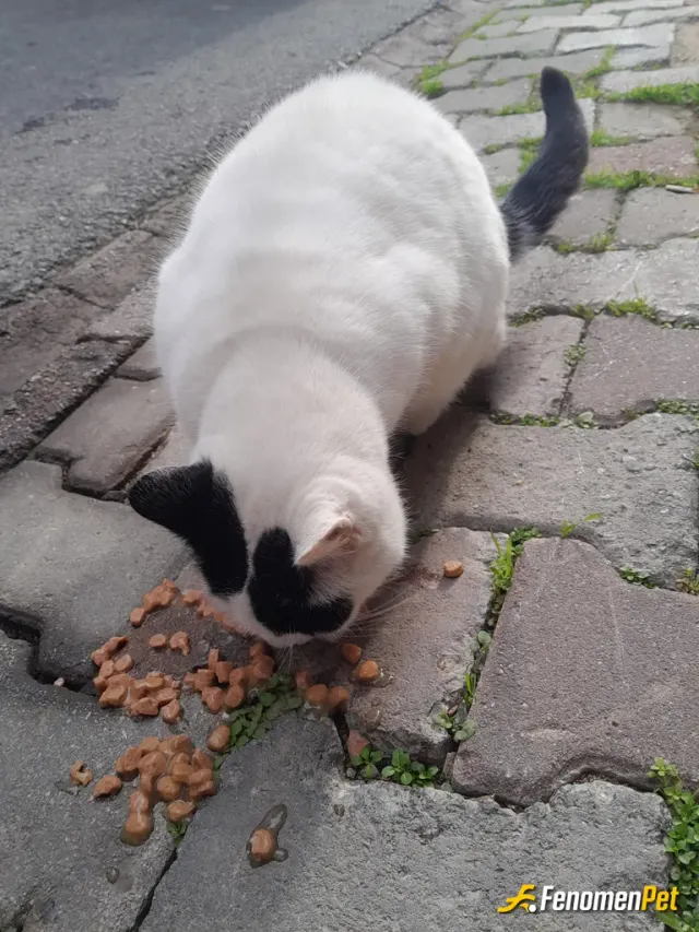 dilaranar sokak hayvanını besliyor