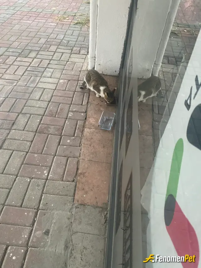 Salehabi sokak hayvanını besliyor