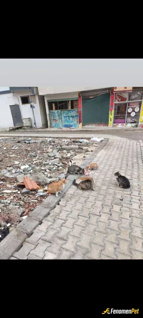 Sokak hayvanı besleme: Beslerim