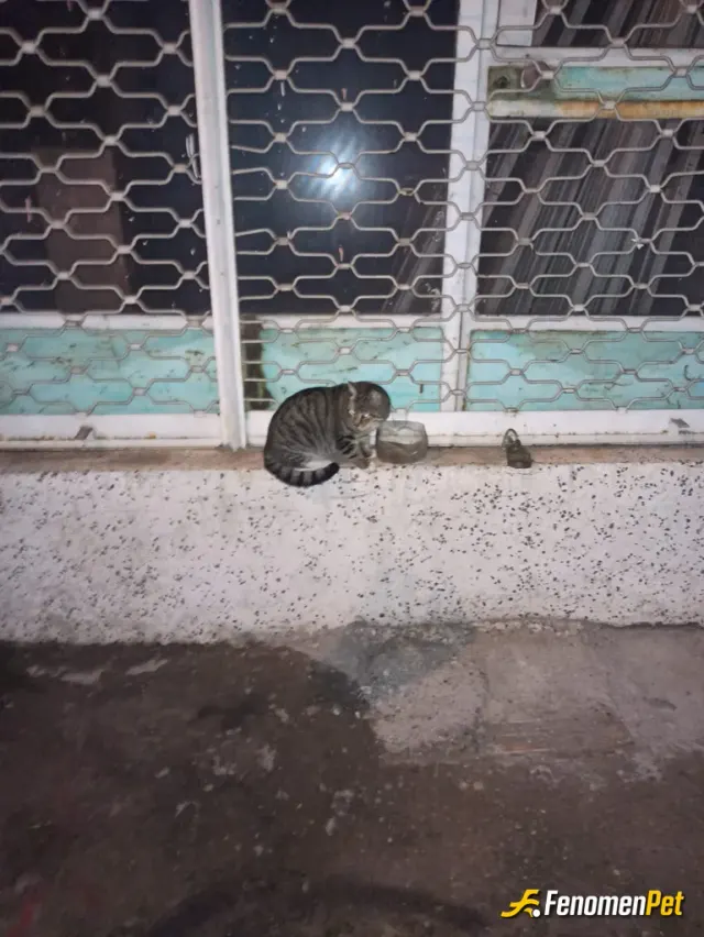 Sokak hayvanı besleme: böyle bir uygulama için teşekkürler.. tüm hayvan dostlarına selam olsun 🖐️