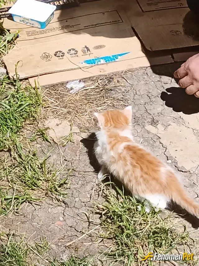 Takoni sokak hayvanını besliyor