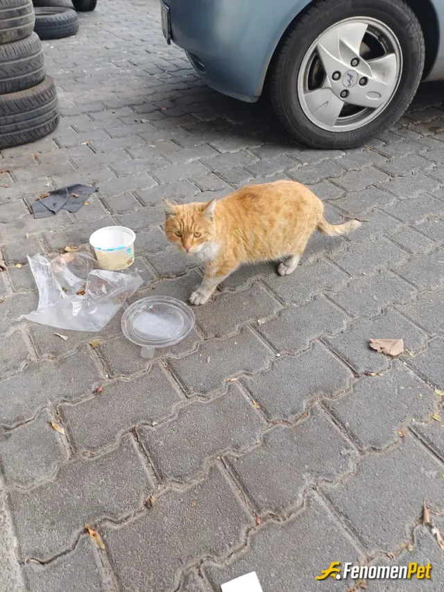 Sokak hayvanı besleme: Yemek su ihtiyaçlarını karşılarım