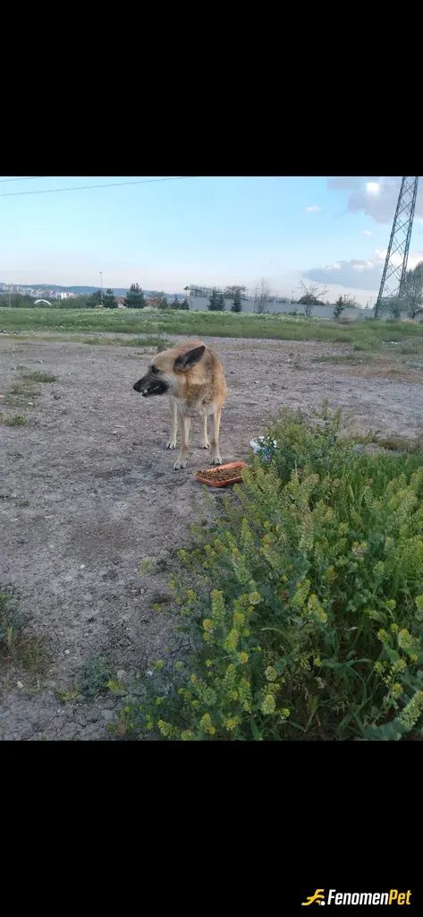 Sokak hayvanı besleme: Kış günlerinde mama su koymayı unutmayalım