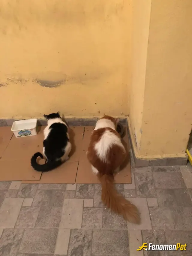 Sokak hayvanı besleme: Kendimde evimde kedi besliyorum. Sokak hayvanları başta olmak üzere tüm hayvanlara karşı çok duyarlı ve ilgili
