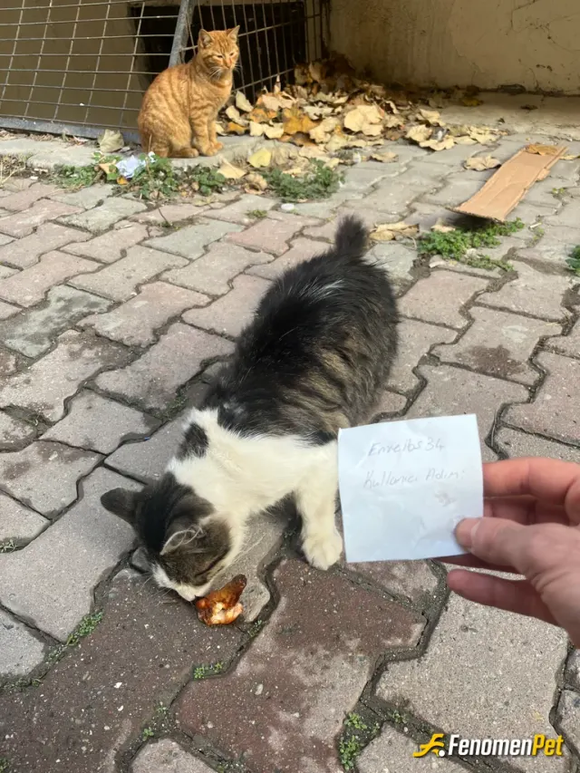 Sokak hayvanı besleme: Hayvanları çok severim. Elimden geldiğince param yettiğince yardımcı olmaya çalışırım.