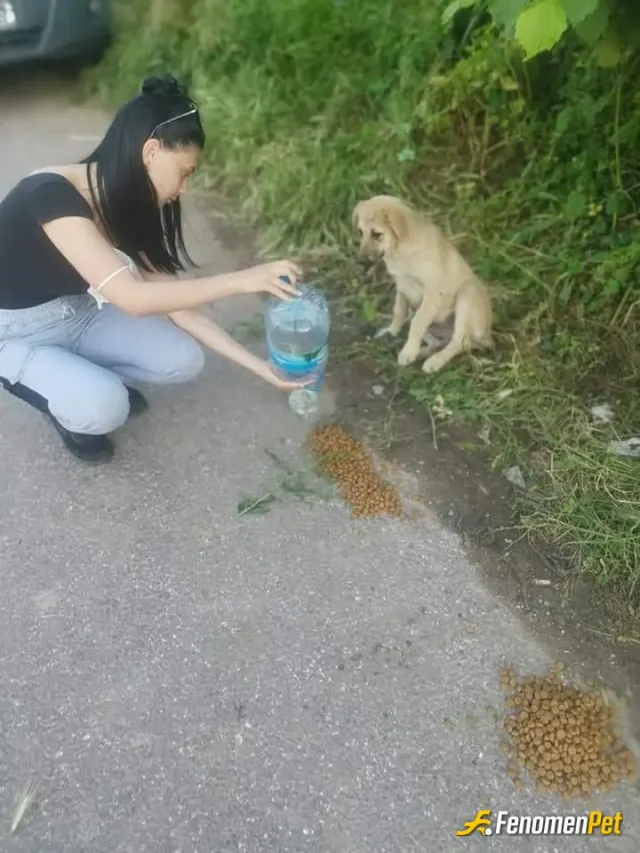 Sokak hayvanı besleme: Hayvanlar açtı onlara gidip kopek yemi aldim ve her gordugum sokak hayvanina yedirdim. Mutluyum