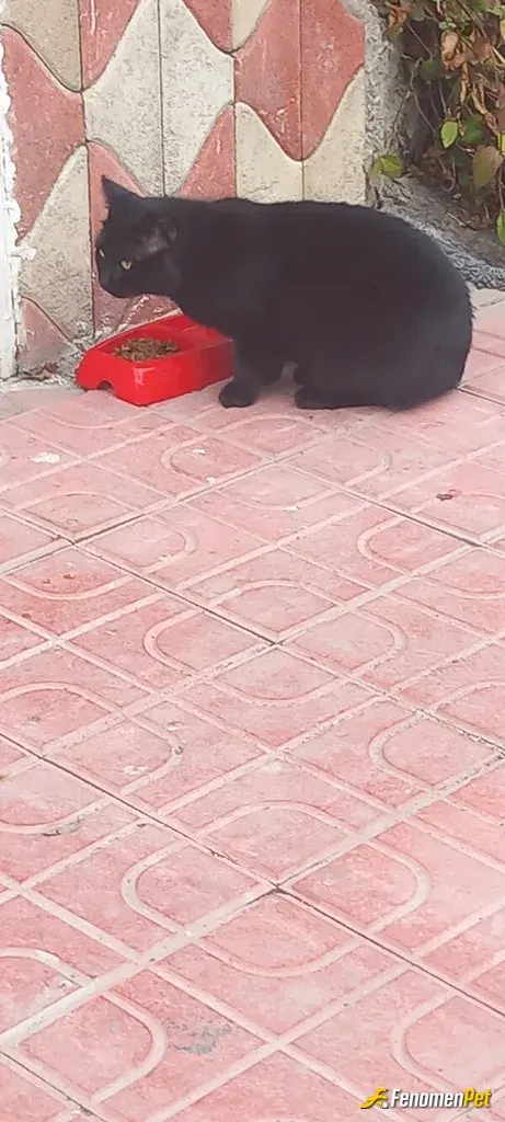 ankaralimb sokak hayvanını besliyor