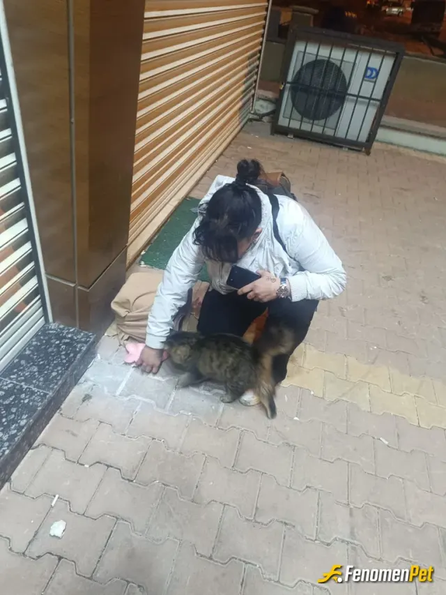 Sokak hayvanı besleme: Bu akşam sogunda çok güzel karşılama yuvasinida mamasını da verdik huzurluyuz bir gece daha sıcak yuvasında