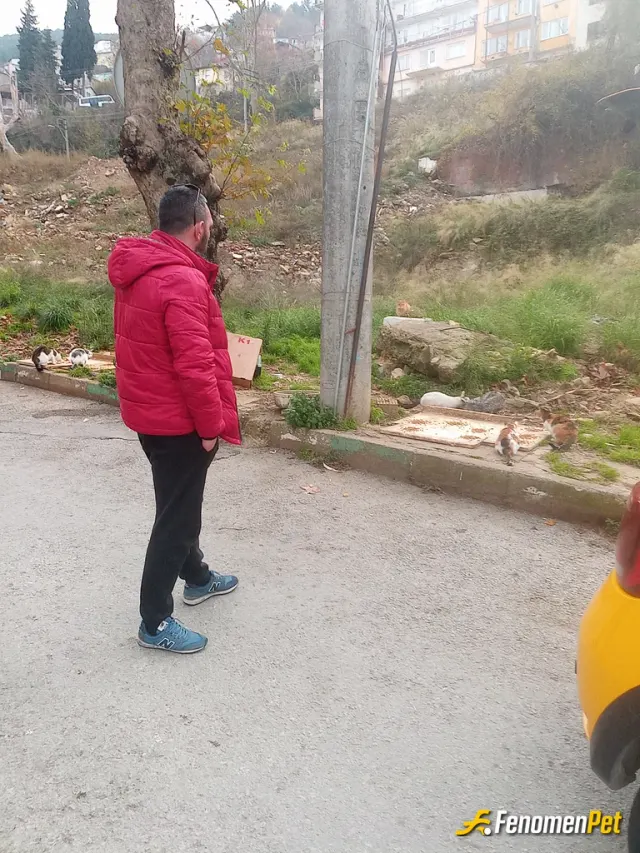 Sokak hayvanı besleme: Hergun standart mama verdiğim yer ve kediler topluluğu var