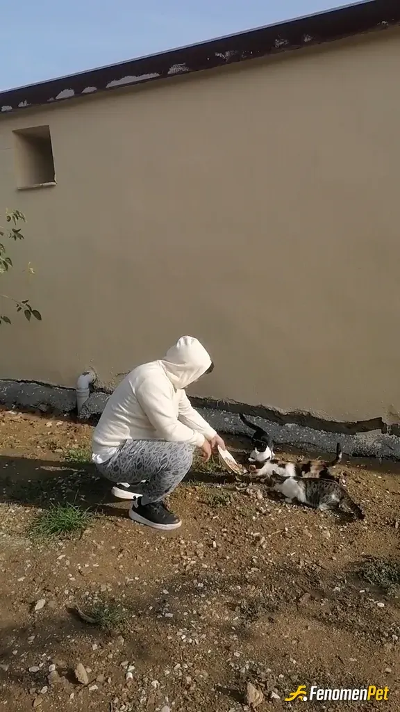 Sokak hayvanı besleme: Evimizin etrafına gelen sokak kedilerini her gün besliyoruz #Fenomenpet